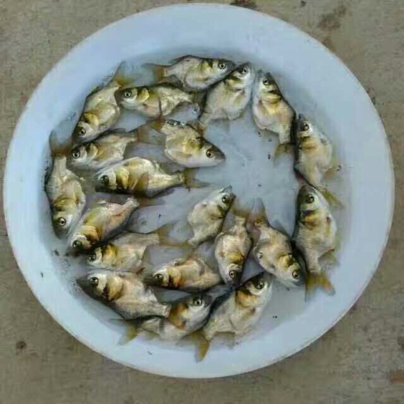缩骨大头鱼苗，鳙鱼苗，缩骨花鲢鱼苗，规格齐全，活跃生猛
