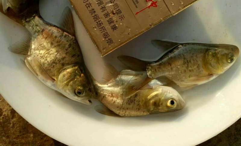 缩骨大头鱼苗，鳙鱼苗，缩骨花鲢鱼苗，规格齐全，活跃生猛