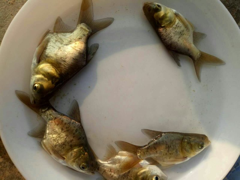 缩骨大头鱼苗，鳙鱼苗，缩骨花鲢鱼苗，规格齐全，活跃生猛
