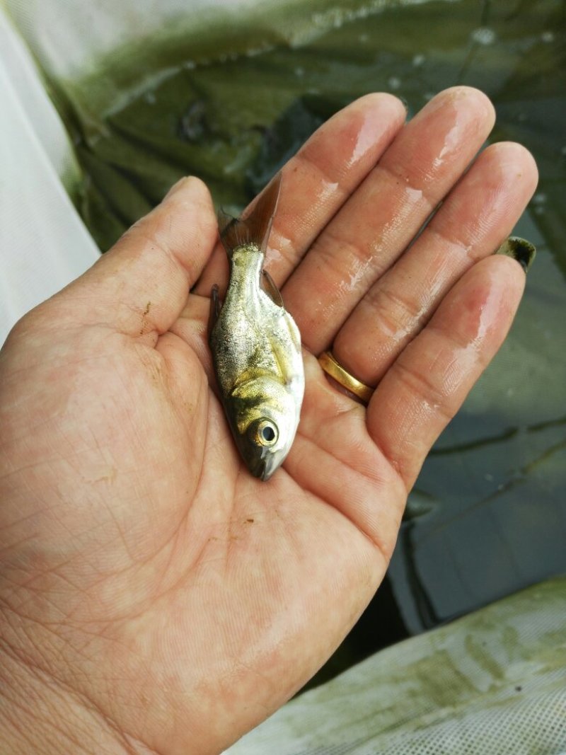 缩骨大头鱼苗，鳙鱼苗，缩骨花鲢鱼苗，规格齐全，活跃生猛