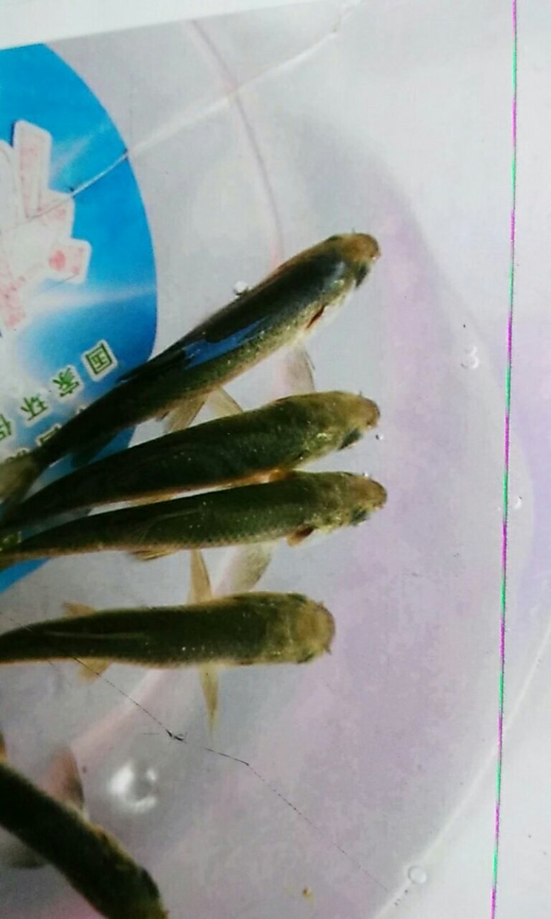 草鱼苗，抗病能力强,快大好养，大量现货出售，规格齐全