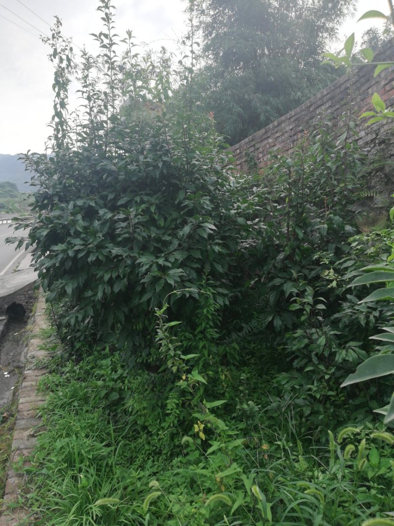 20棵金弹子四年的熟桩大的几百斤小的几十斤便宜卖了～