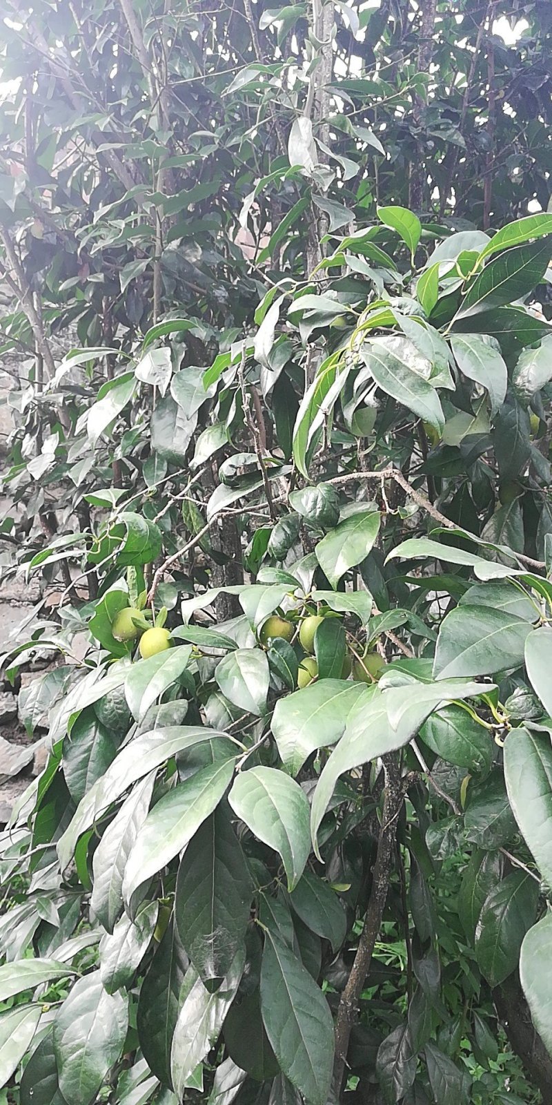 20棵金弹子四年的熟桩大的几百斤小的几十斤便宜卖了～