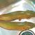 三黄塘虱鱼苗，优质品种，活跃生猛，规格齐全，漂亮