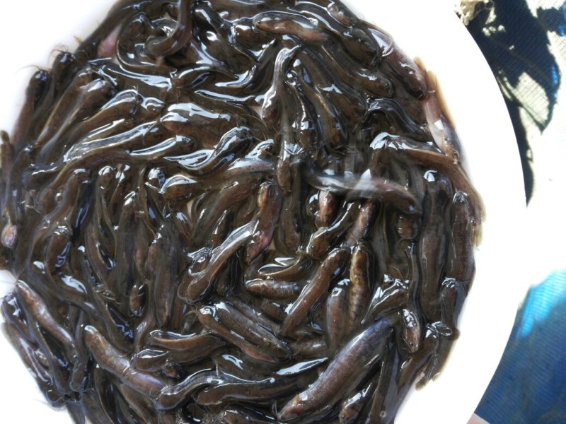 三黄塘虱鱼苗，优质品种，活跃生猛，规格齐全，漂亮