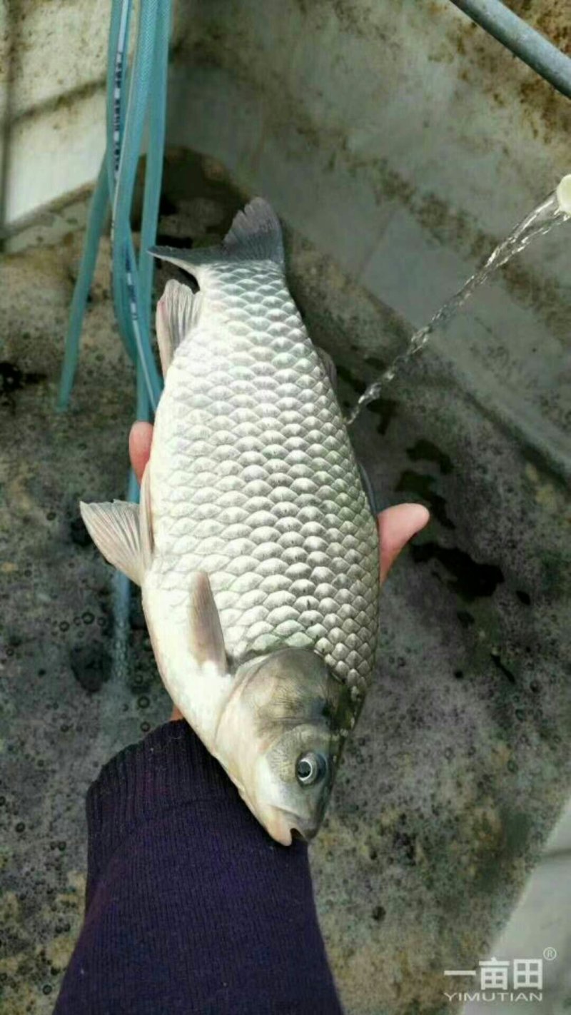 中科五号鲫鱼苗，湘云鲫，品种好，大量现货出售，规格齐活跃