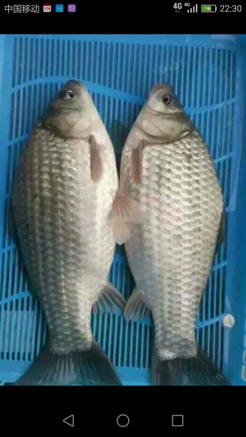 中科五号鲫鱼苗，湘云鲫，品种好，大量现货出售，规格齐活跃