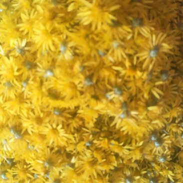 纯野生菊花茶