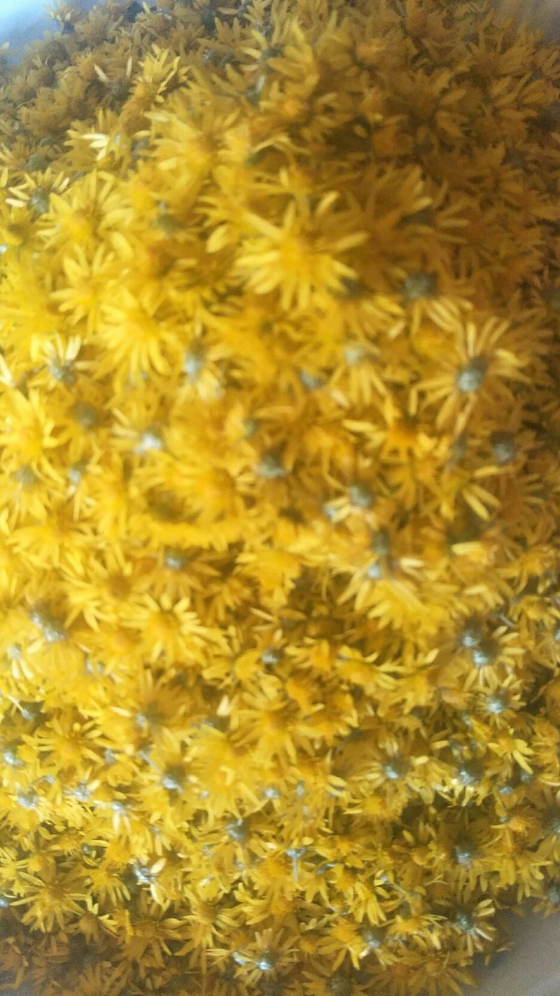 纯野生菊花茶