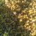 纯野生菊花茶