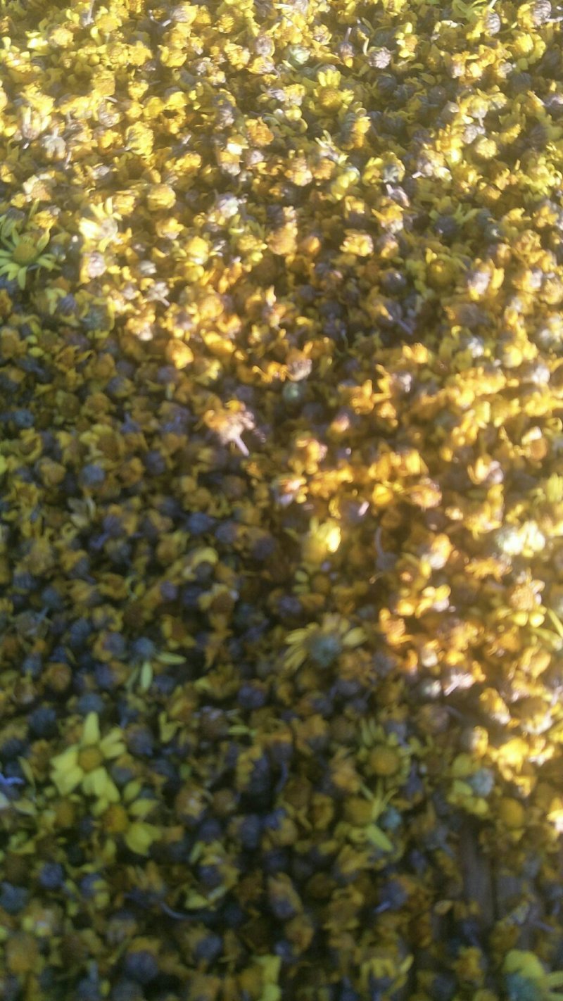 纯野生菊花茶