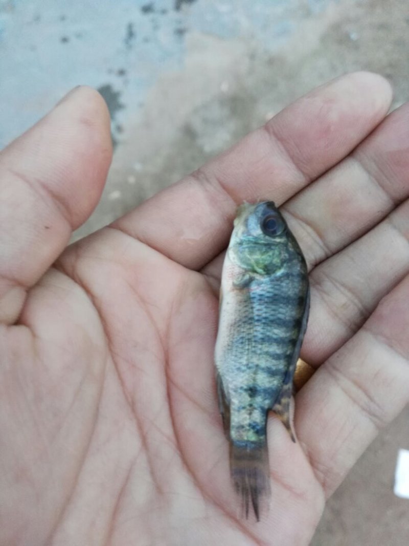 罗非鱼苗，单性罗非鱼苗，海南一号，大量现货，规格齐全活跃