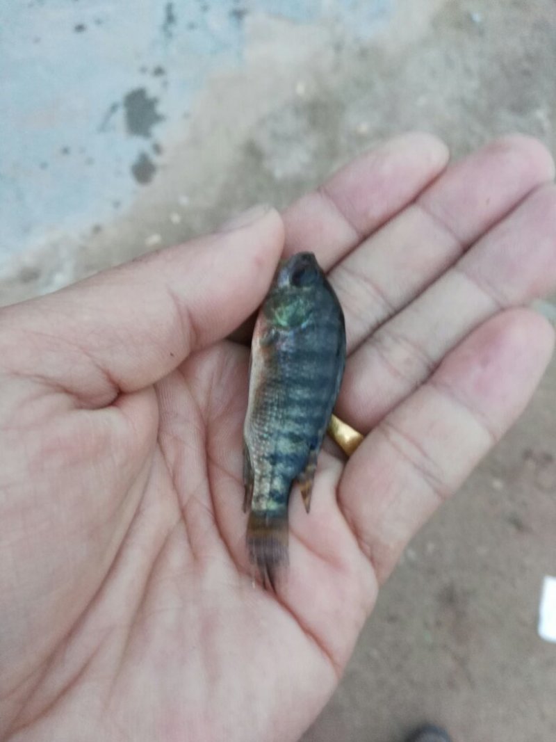 罗非鱼苗，单性罗非鱼苗，海南一号，大量现货，规格齐全活跃