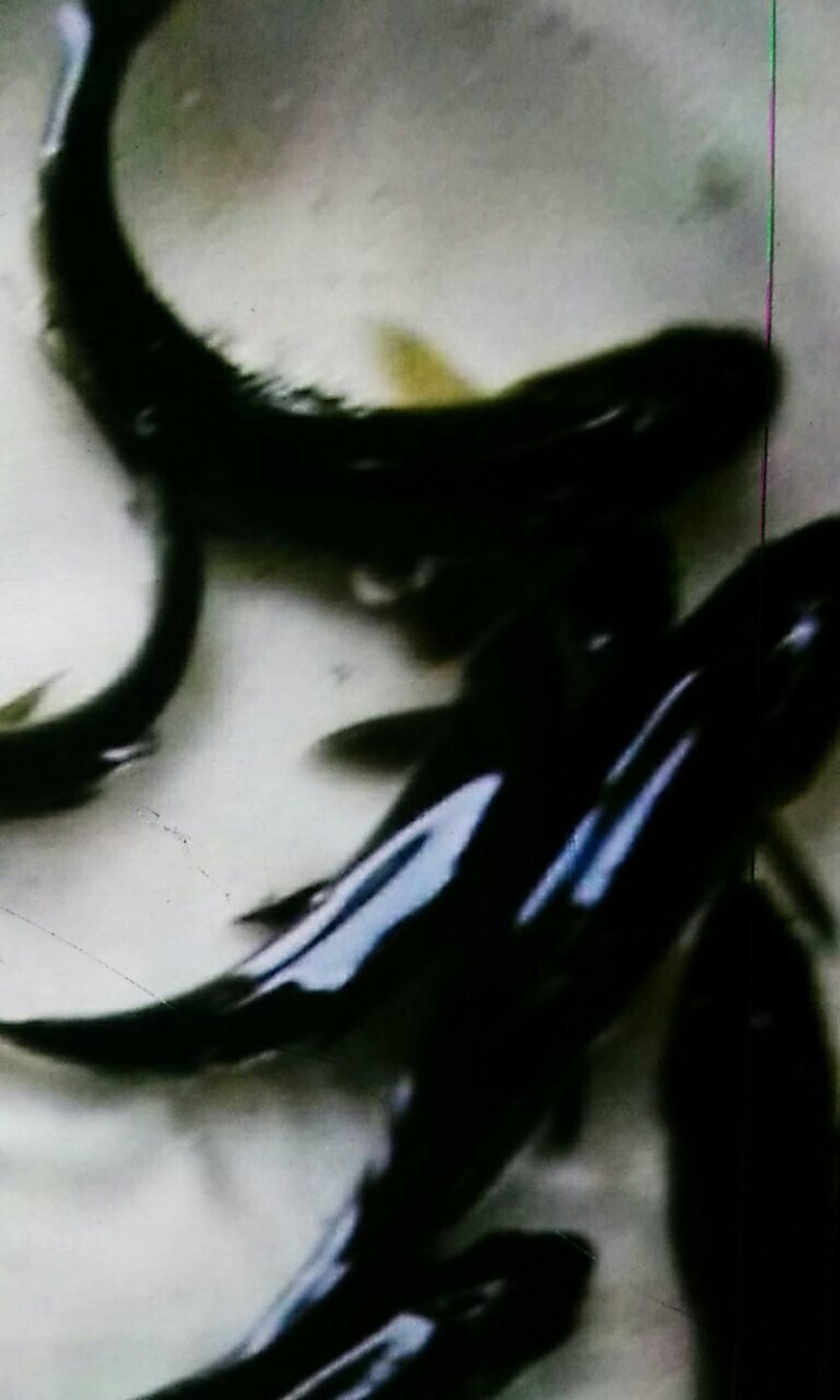 青鱼苗，（田螺鱼）黑鲩鱼，大量现货出售，活跃生猛，规格齐
