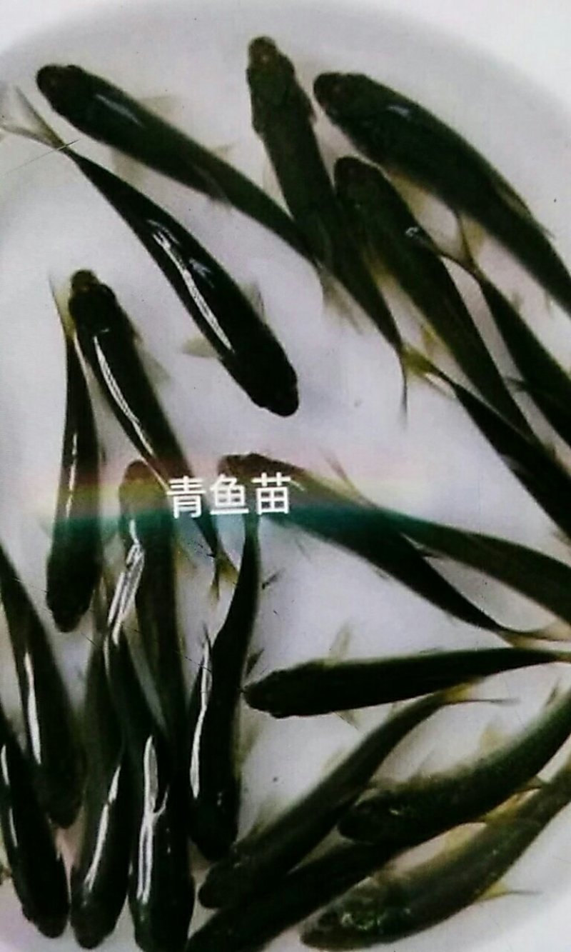 青鱼苗，（田螺鱼）黑鲩鱼，大量现货出售，活跃生猛，规格齐