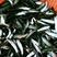 青鱼苗，（田螺鱼）黑鲩鱼，大量现货出售，活跃生猛，规格齐
