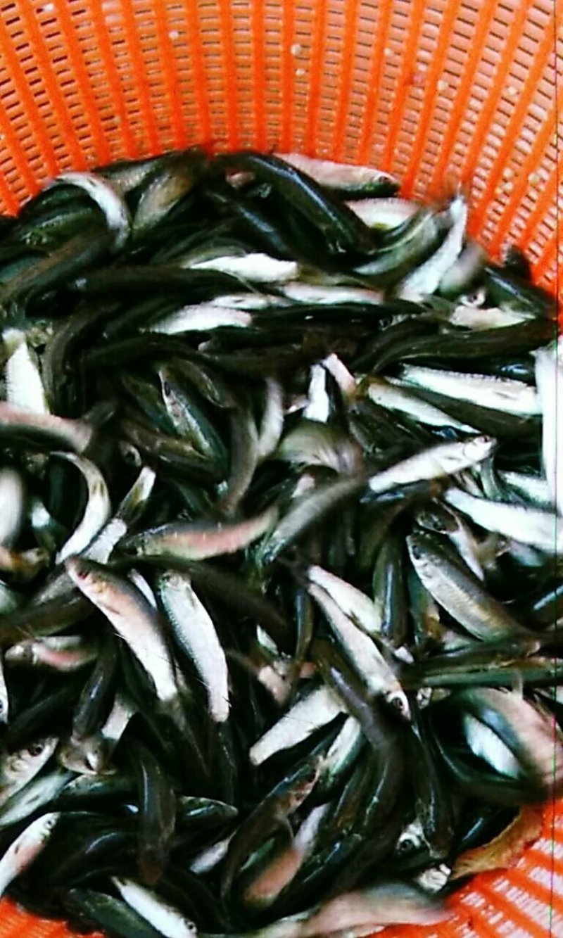 青鱼苗，（田螺鱼）黑鲩鱼，大量现货出售，活跃生猛，规格齐