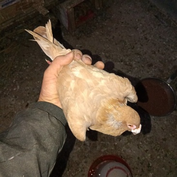 自己回血做种
