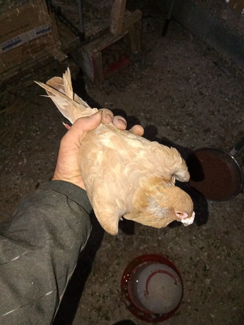 自己回血做种