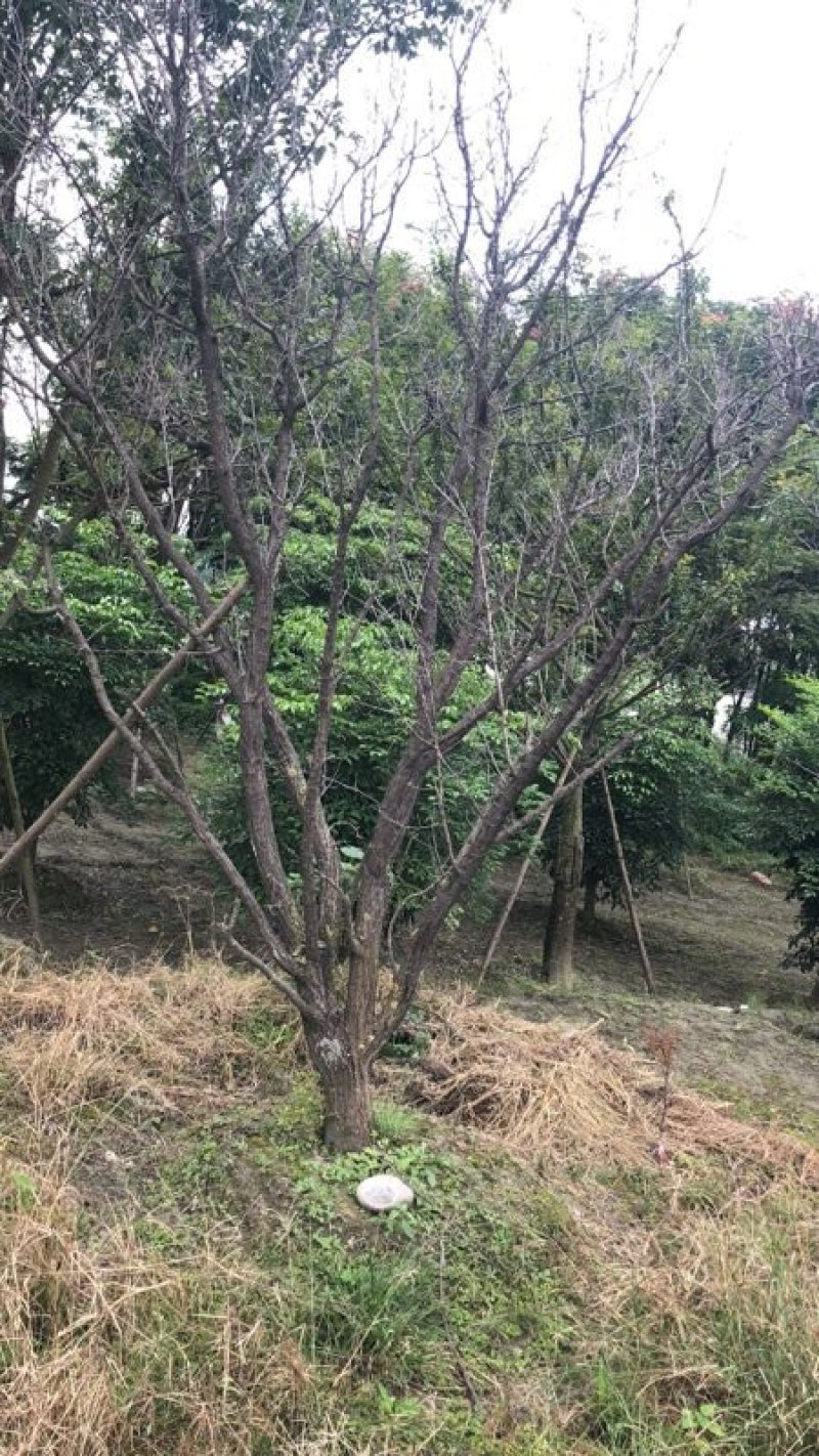 【热销】杏花树杏树绿化基地直供诚信代办欢迎致电