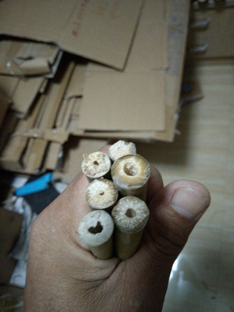 云南小箭竹。
