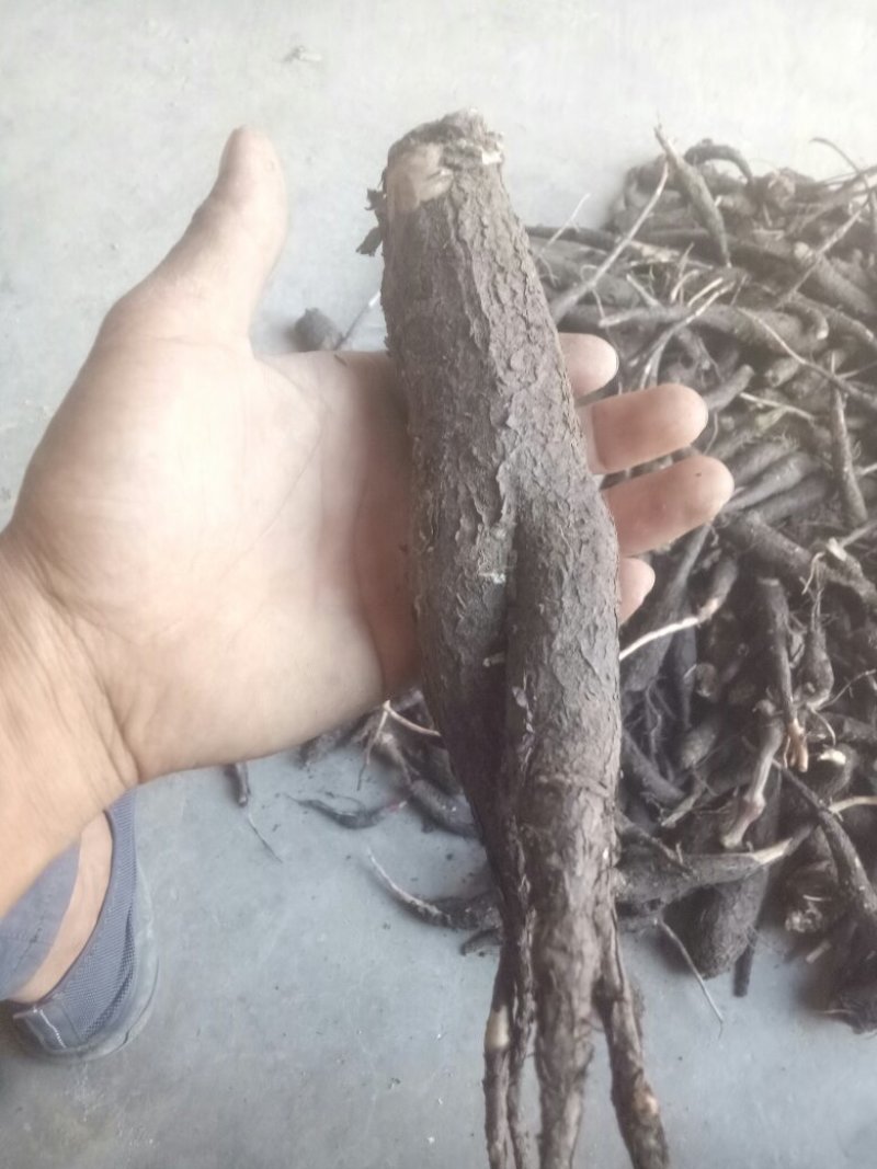 入地老鼠钻地老鼠