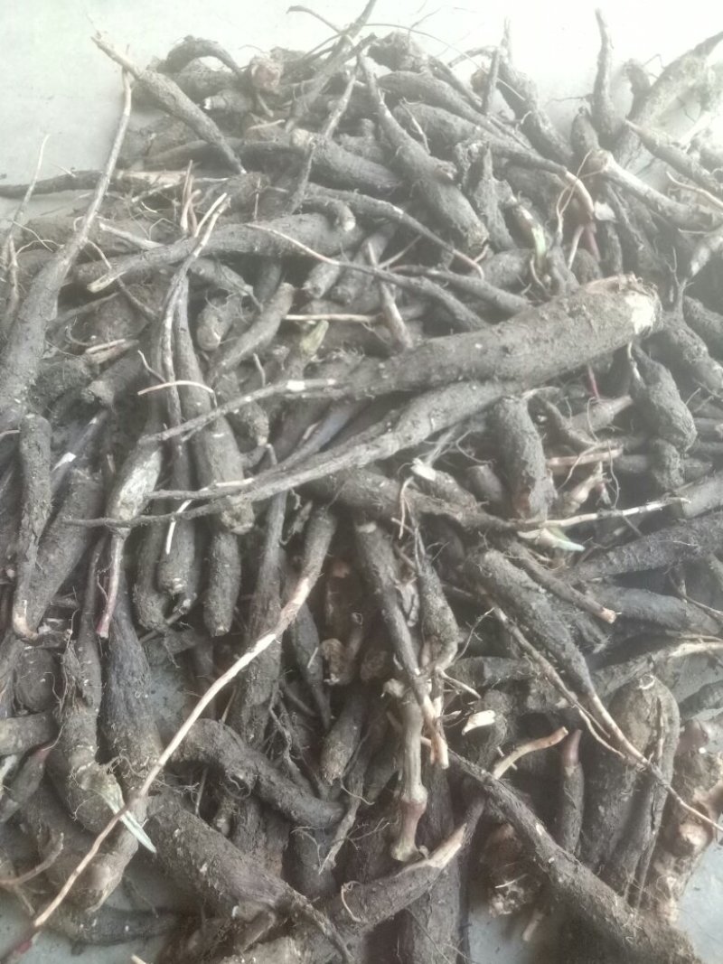 入地老鼠钻地老鼠