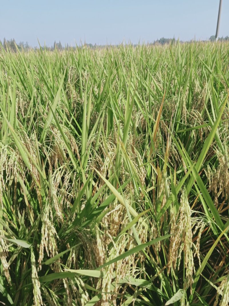 生态虾稻米