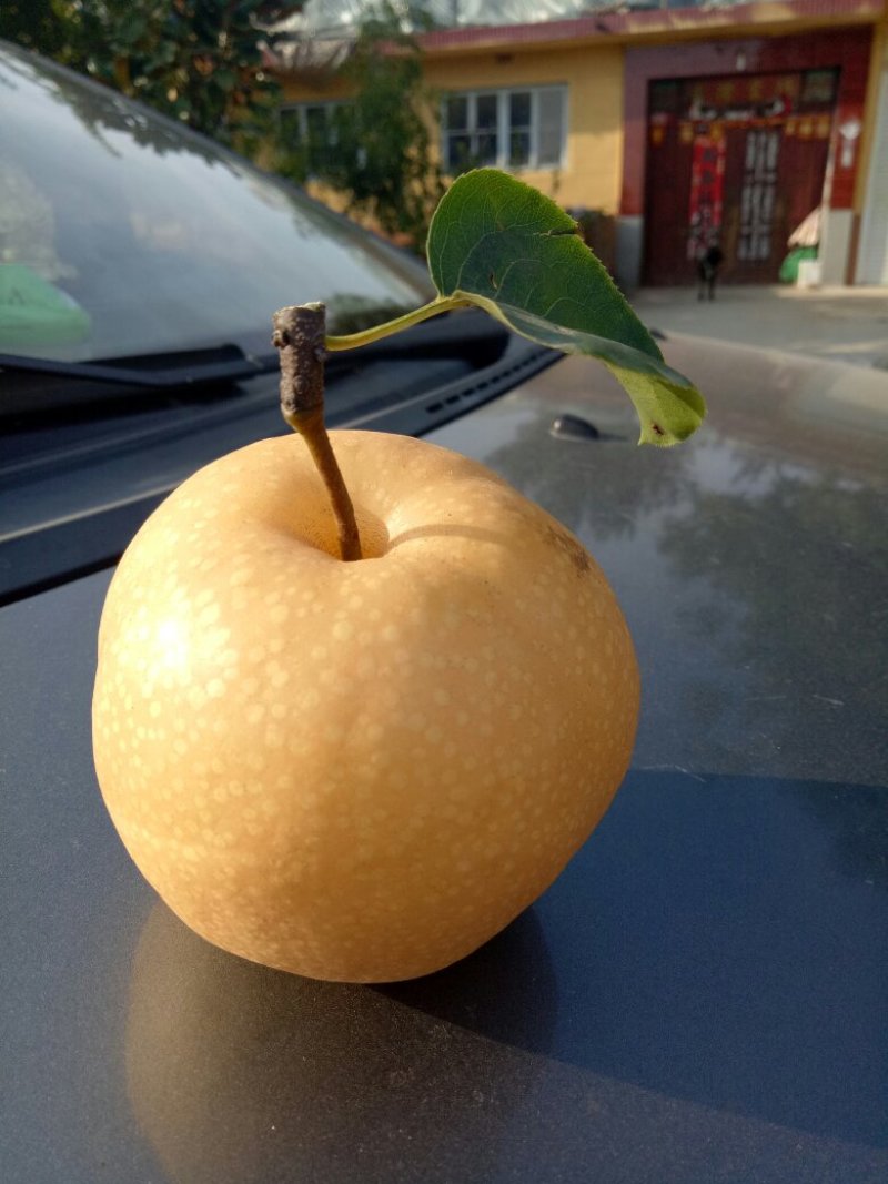 丰水梨