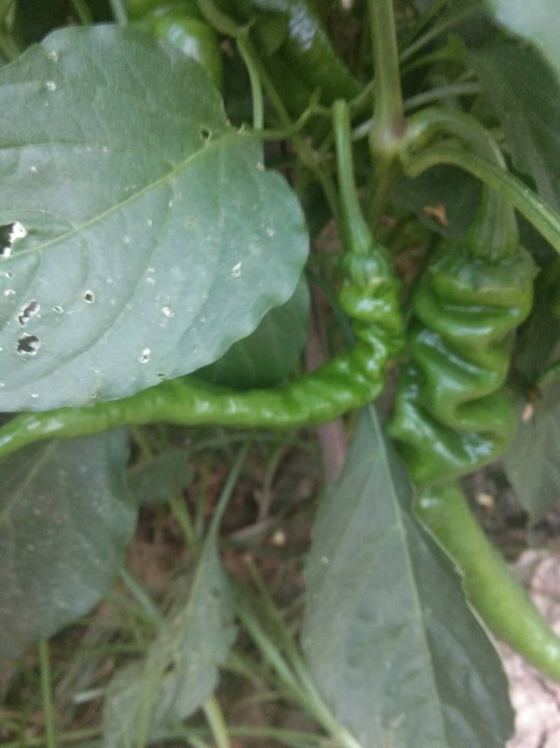 螺丝椒大量供应