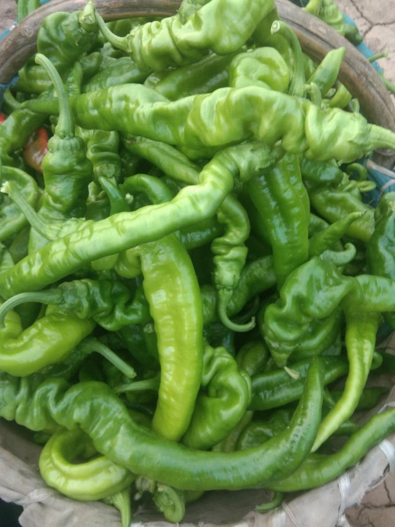 螺丝椒大量供应