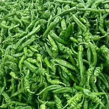 螺丝椒大量供应