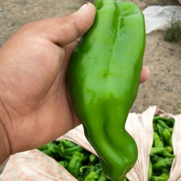 精品炮椒大量上市，欢迎订购