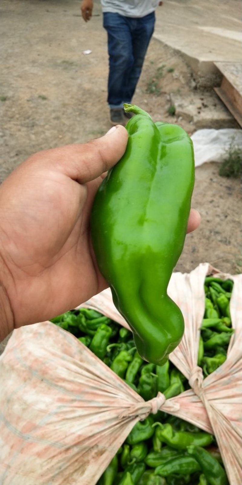 精品炮椒大量上市，欢迎订购