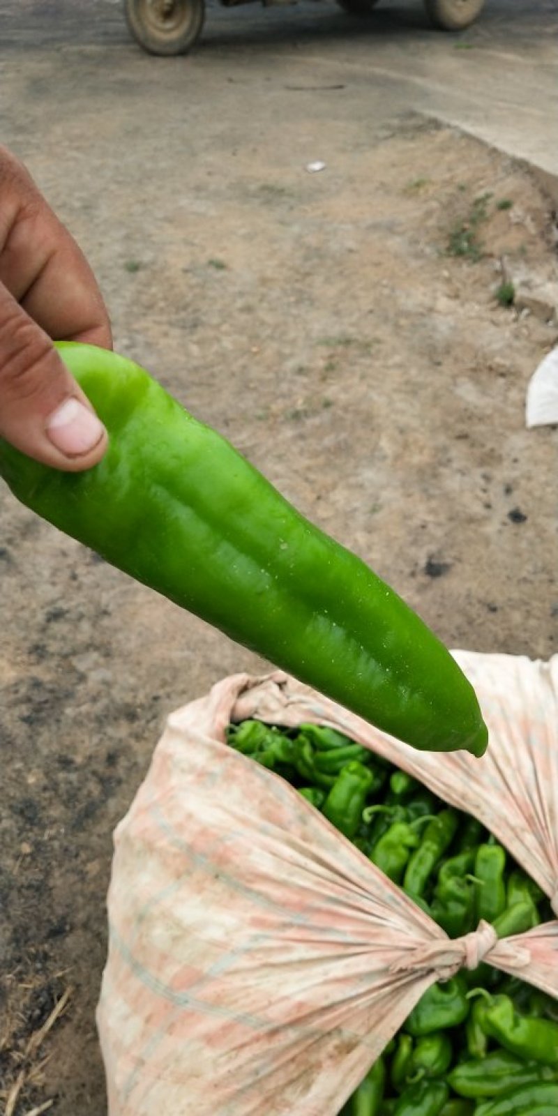 精品炮椒大量上市，欢迎订购