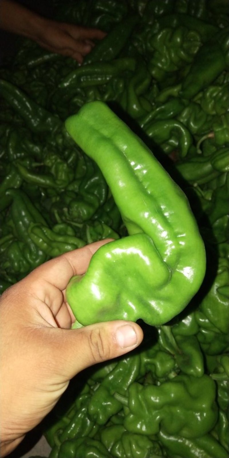 精品炮椒大量上市，欢迎订购