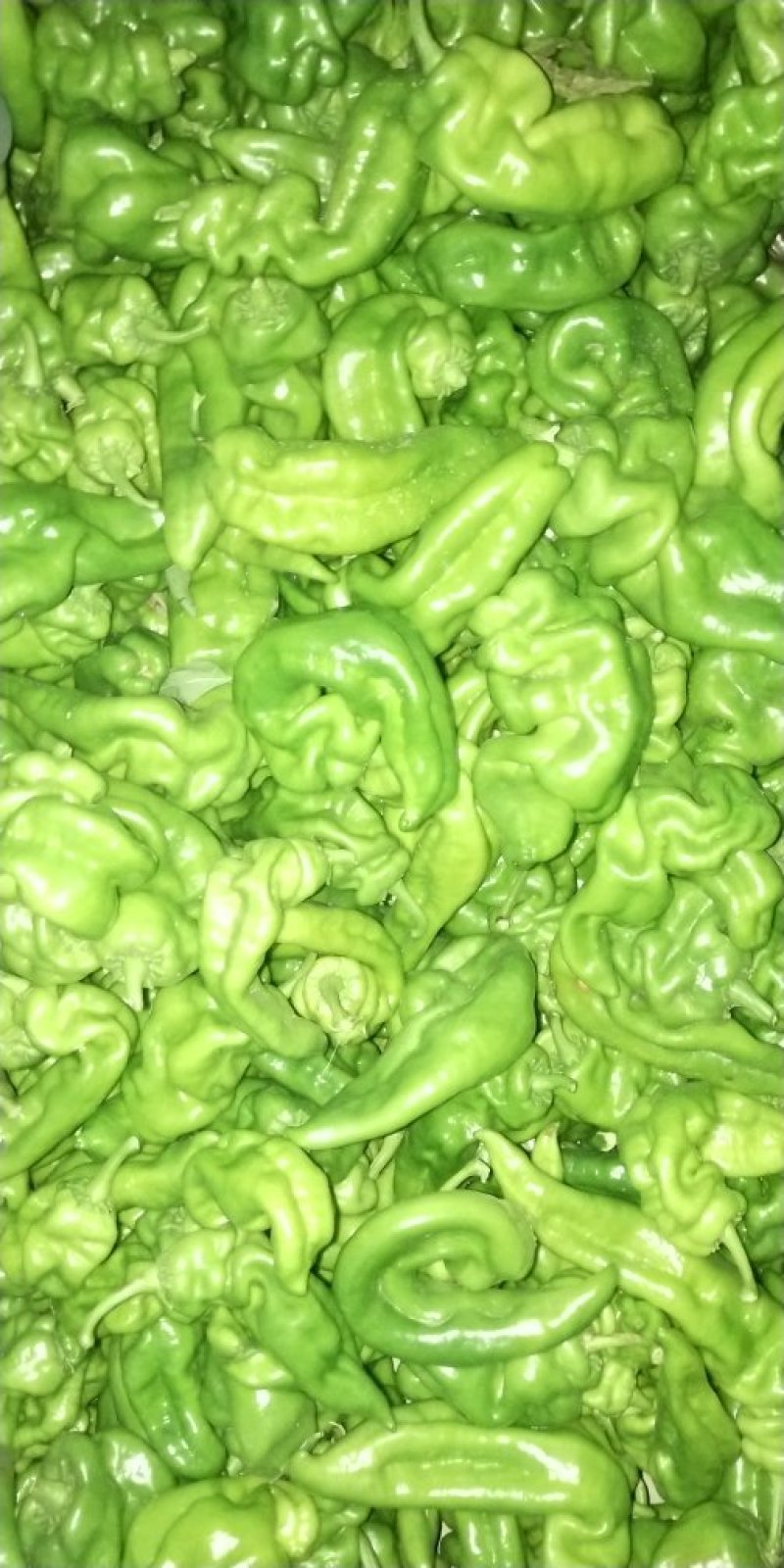 精品炮椒大量上市，欢迎订购