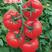 番茄种子大红西红柿种子高产抗病毒