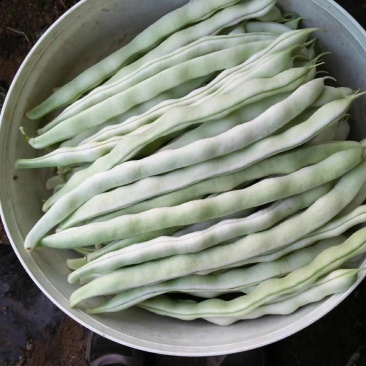 白豆角