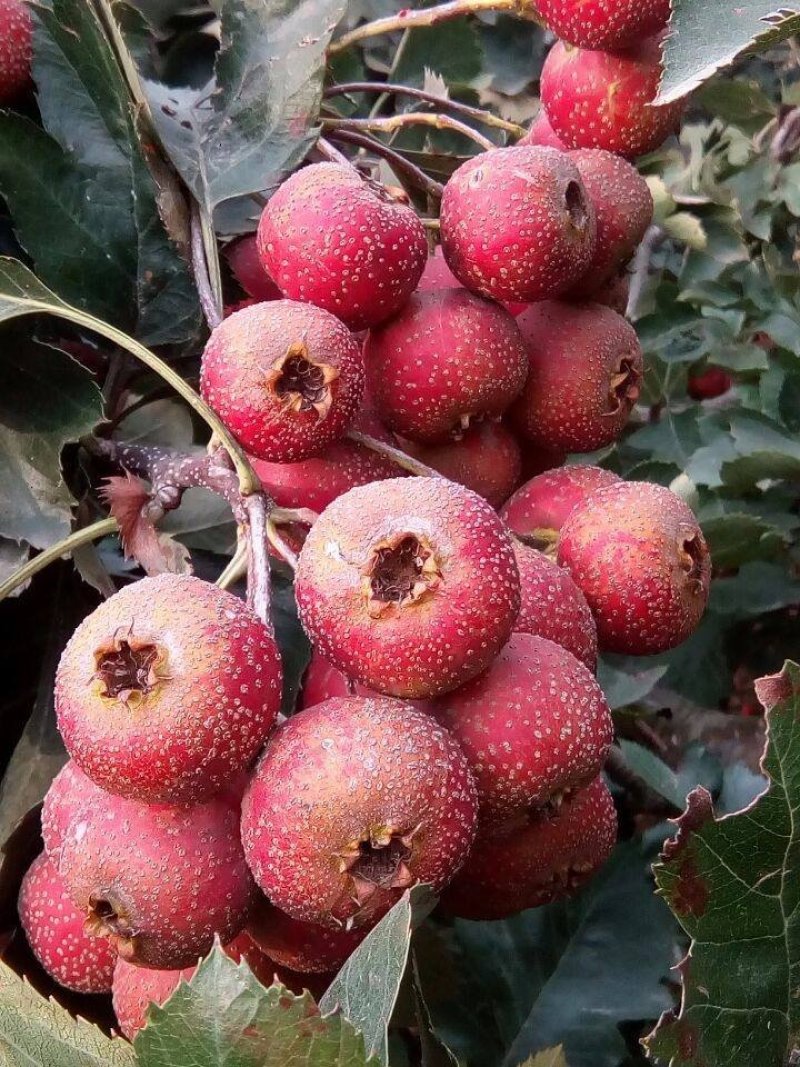 大金星山楂