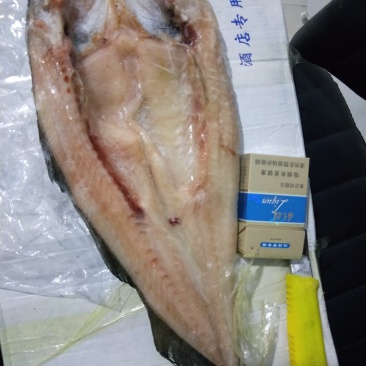 开背鱼，深海鳕鱼