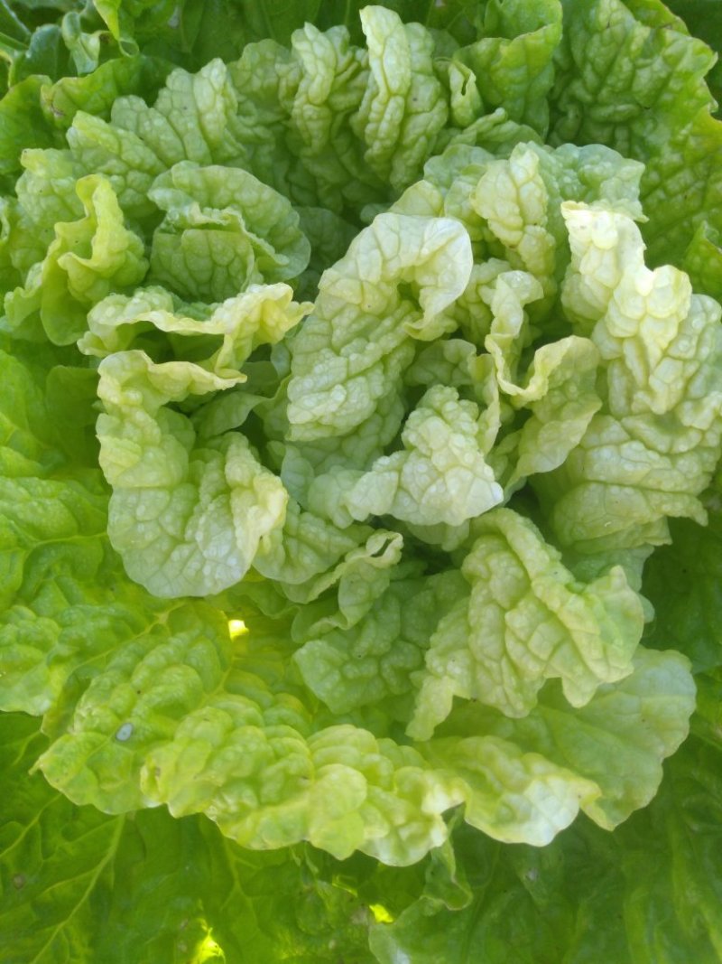 供应高桩大棵黄心大白菜