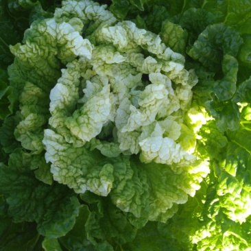 供应高桩大棵黄心大白菜