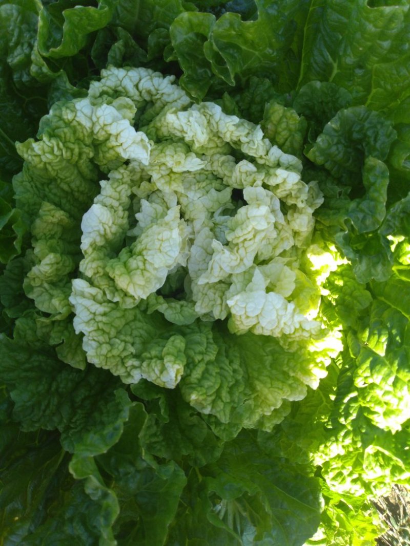 供应高桩大棵黄心大白菜
