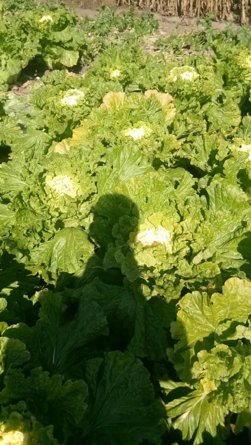 供应高桩大棵黄心大白菜