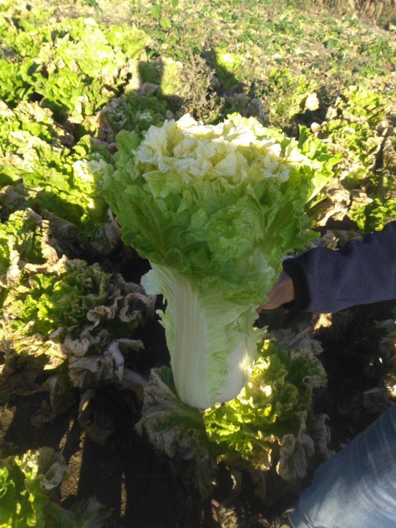 供应高桩大棵黄心大白菜