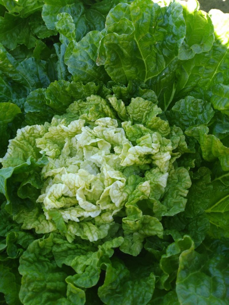 供应高桩大棵黄心大白菜