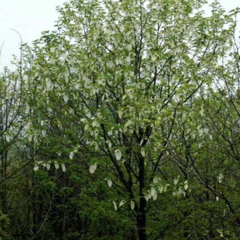【热销】珙桐树鸽子树基地直供欢迎致电诚信代办