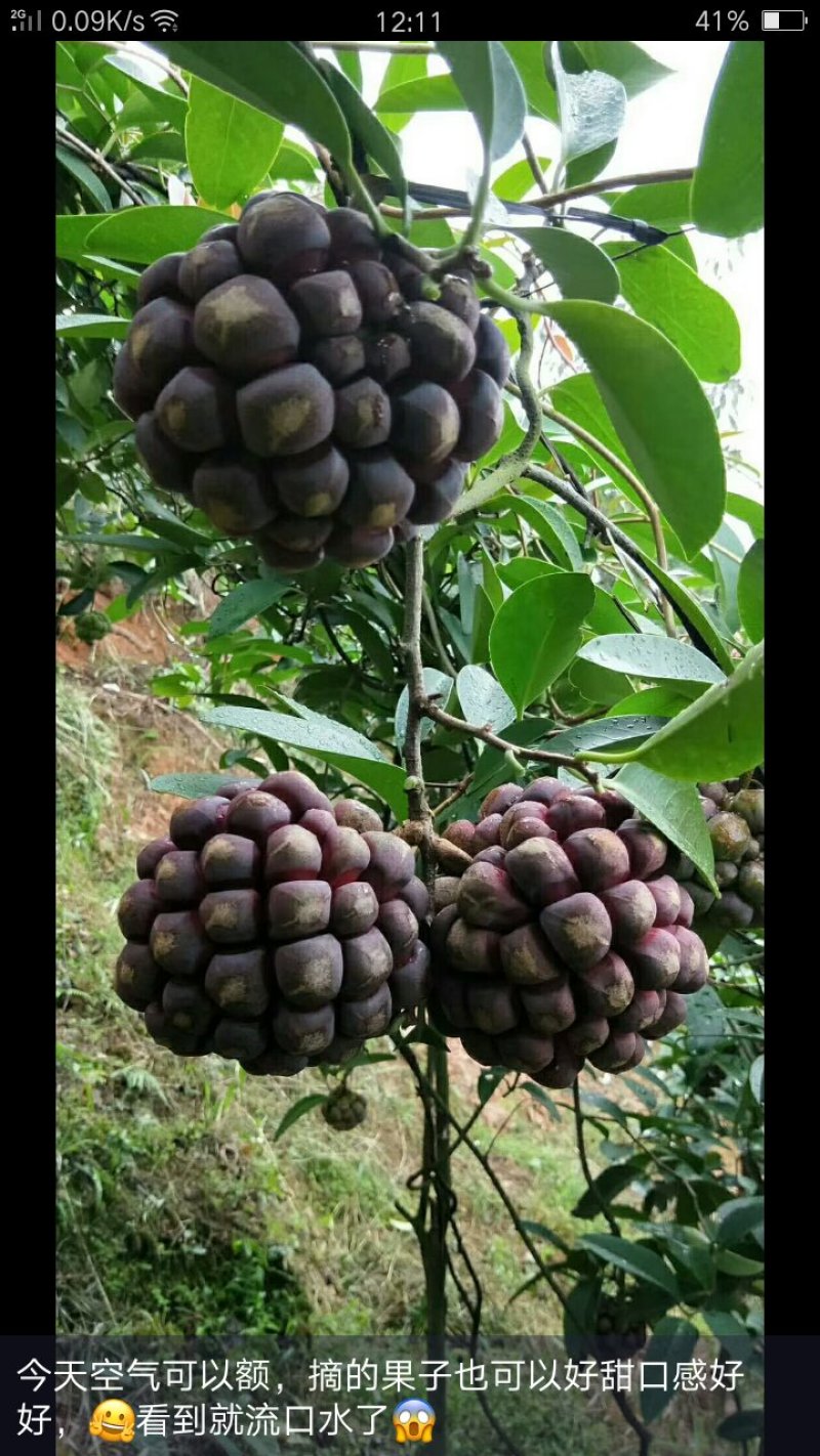 布福娜