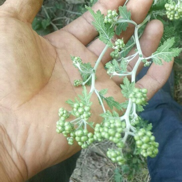 野菊花茎叶